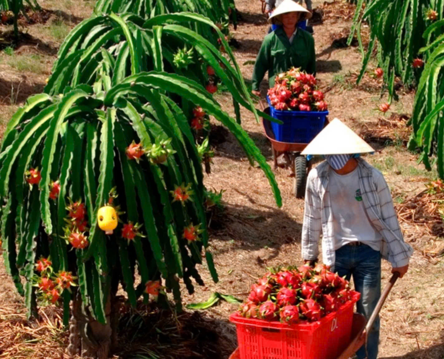 Bình Thuận: Sở Thông tin và Truyền thông triển khai thực hiện tốt phong trào Chung sức xây dựng nông thôn mới