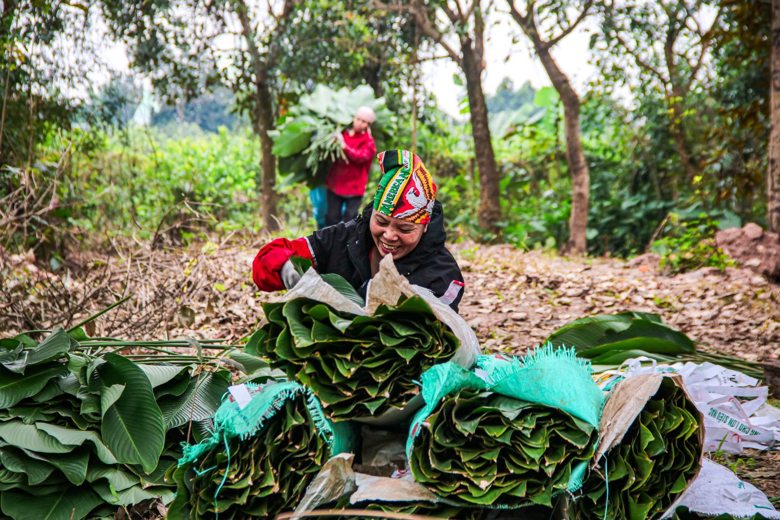 Thủ phủ l&aacute; dong Tr&agrave;ng C&aacute;t v&agrave;o vụ Tết: Tất bật thu hoạch, rộn r&agrave;ng m&ugrave;a bội thu - Ảnh 2