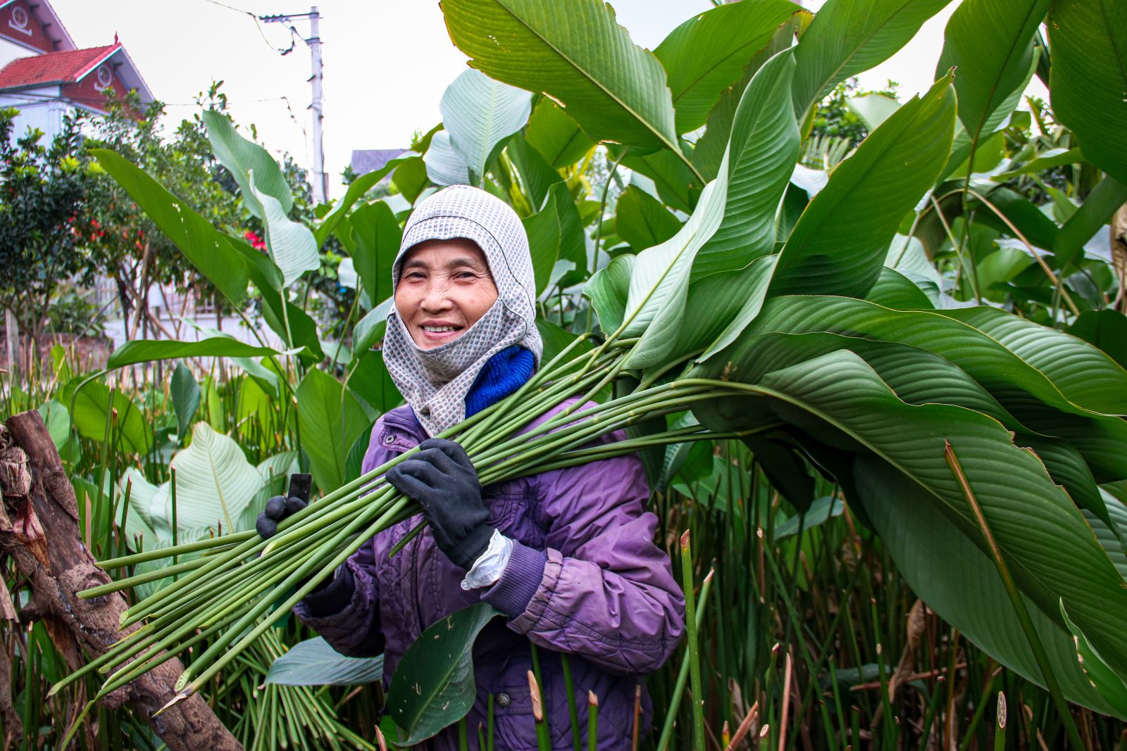 Thủ phủ l&aacute; dong Tr&agrave;ng C&aacute;t v&agrave;o vụ Tết: Tất bật thu hoạch, rộn r&agrave;ng m&ugrave;a bội thu - Ảnh 3