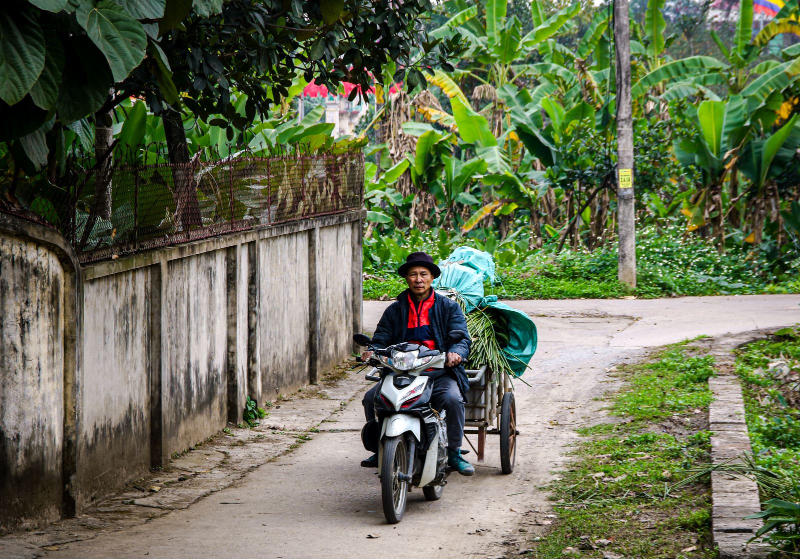 Thủ phủ l&aacute; dong Tr&agrave;ng C&aacute;t v&agrave;o vụ Tết: Tất bật thu hoạch, rộn r&agrave;ng m&ugrave;a bội thu - Ảnh 4
