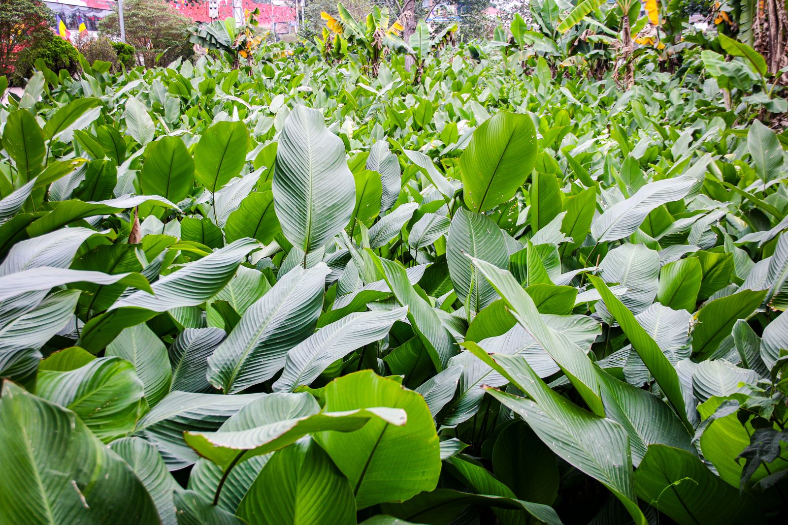 Thủ phủ l&aacute; dong Tr&agrave;ng C&aacute;t v&agrave;o vụ Tết: Tất bật thu hoạch, rộn r&agrave;ng m&ugrave;a bội thu - Ảnh 6